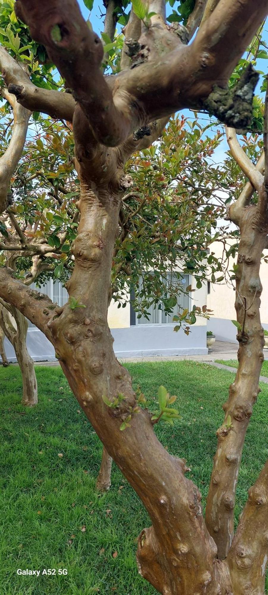 Pineapple Studio Πόντα Ντελγκάντα Εξωτερικό φωτογραφία