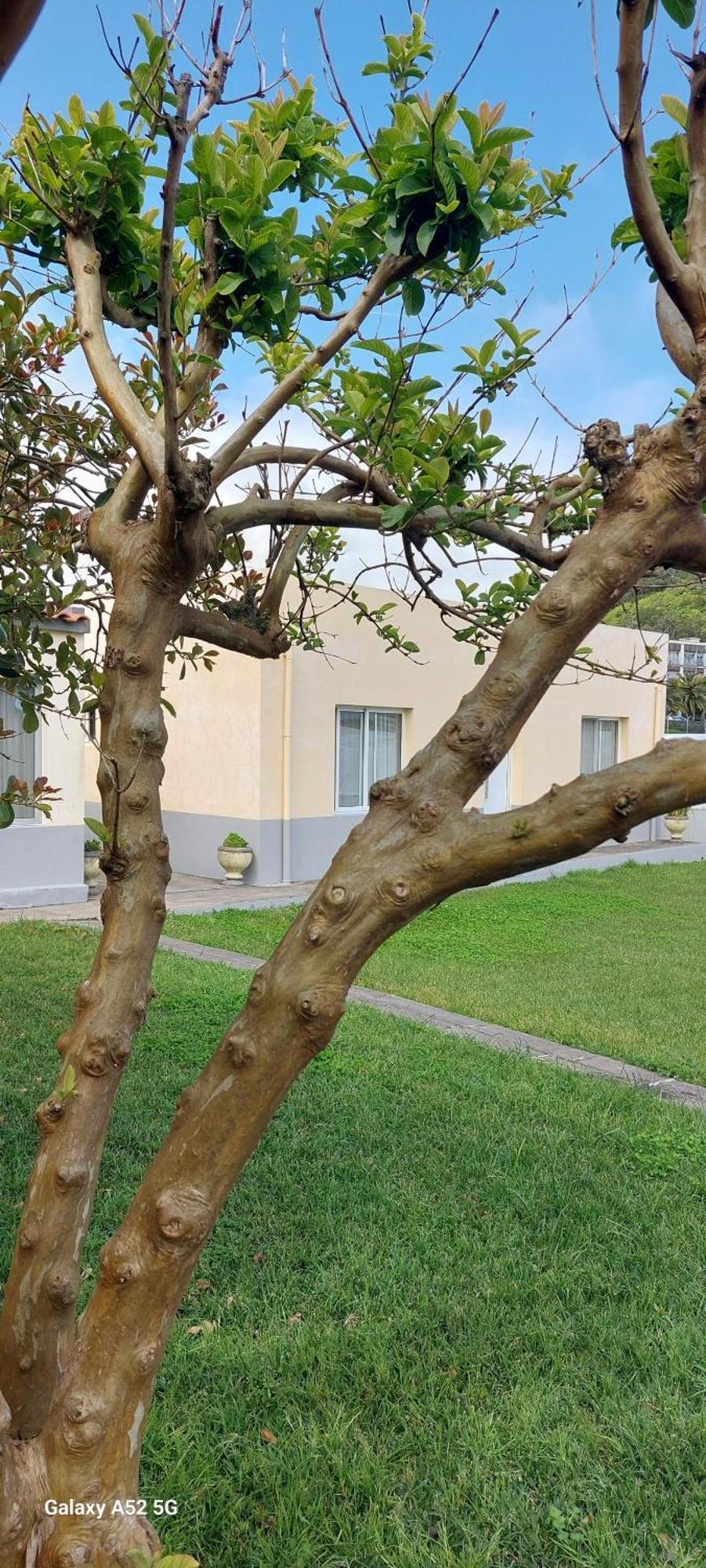 Pineapple Studio Πόντα Ντελγκάντα Εξωτερικό φωτογραφία