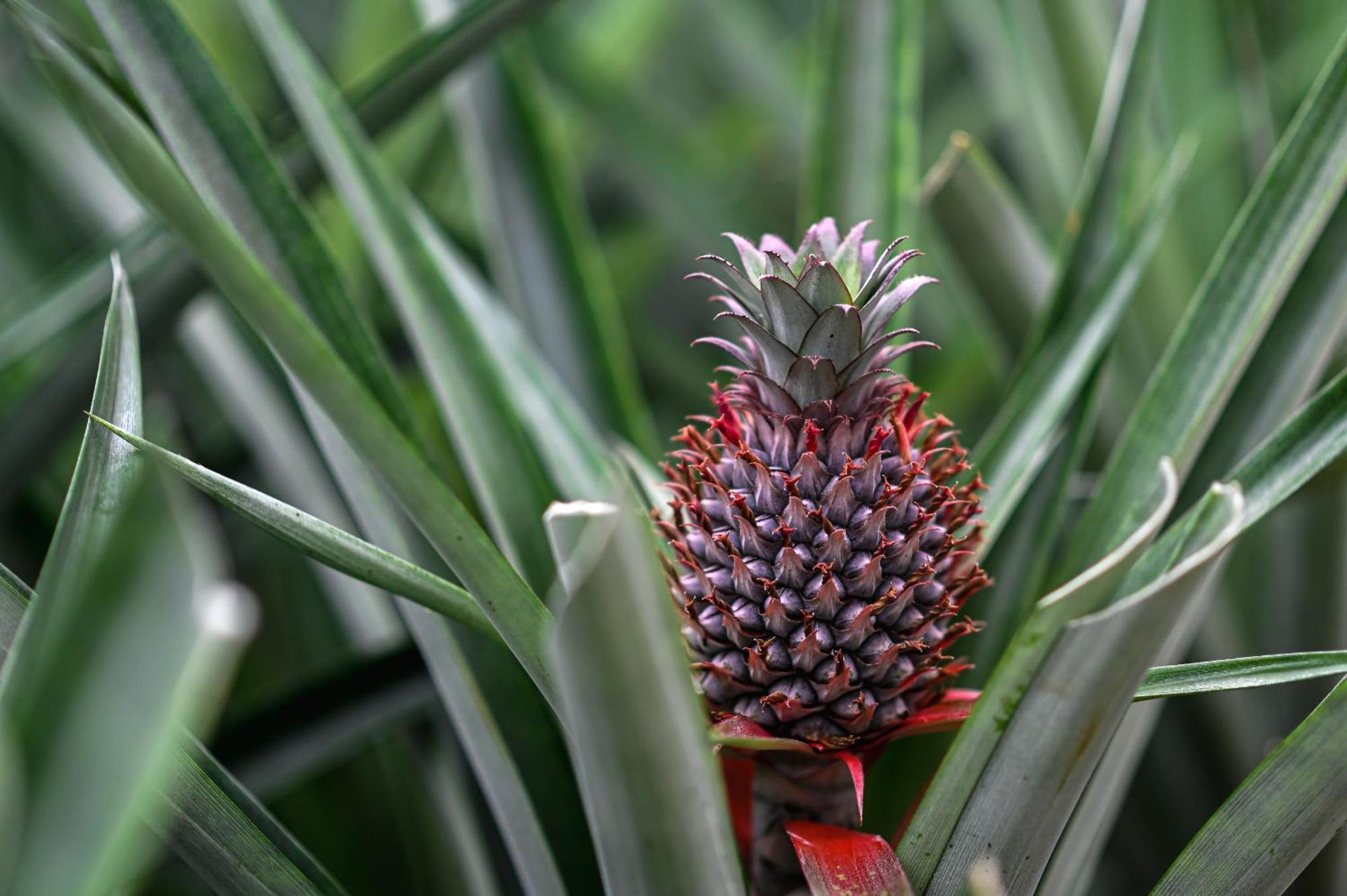 Pineapple Studio Πόντα Ντελγκάντα Εξωτερικό φωτογραφία