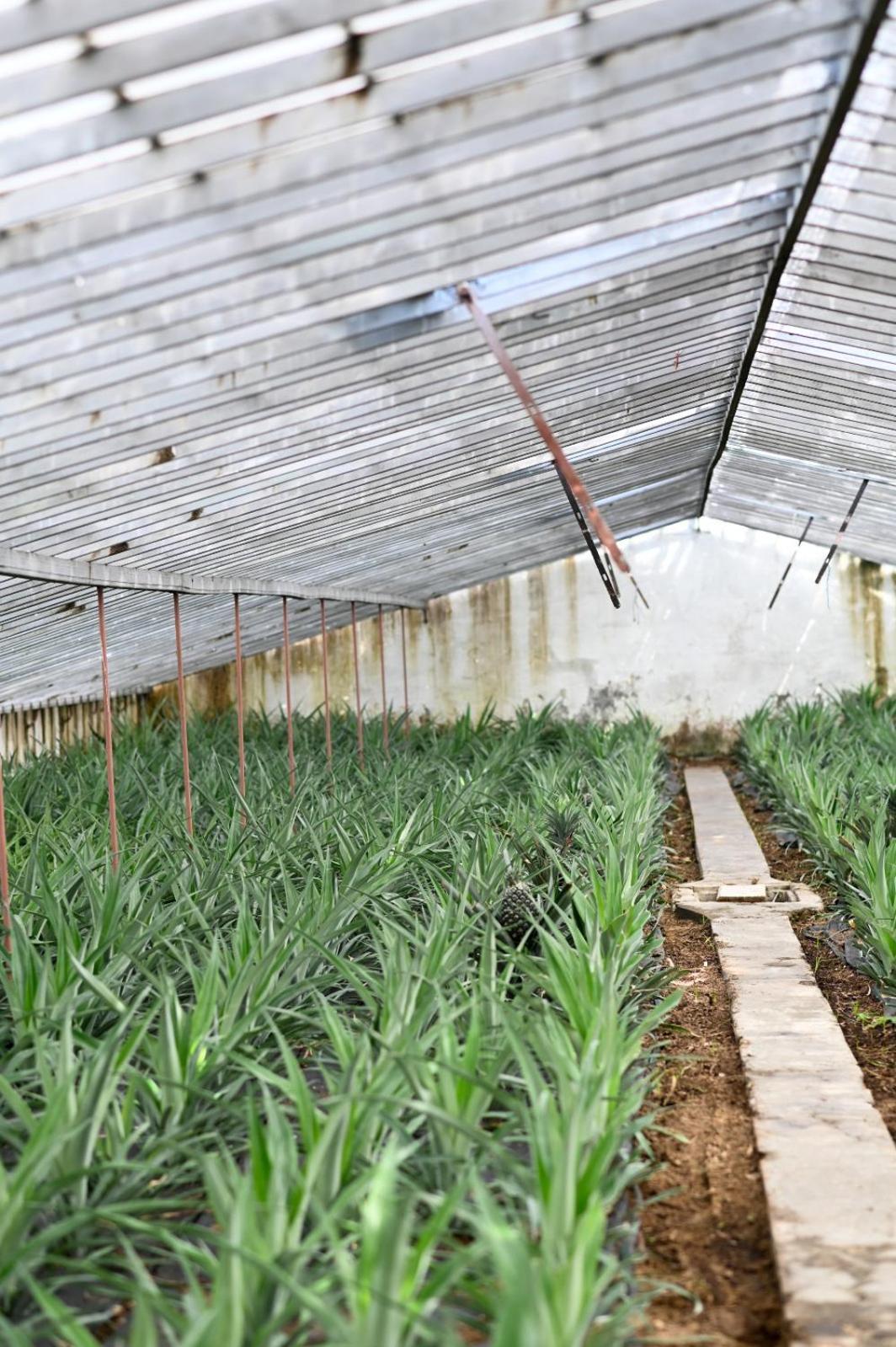 Pineapple Studio Πόντα Ντελγκάντα Εξωτερικό φωτογραφία