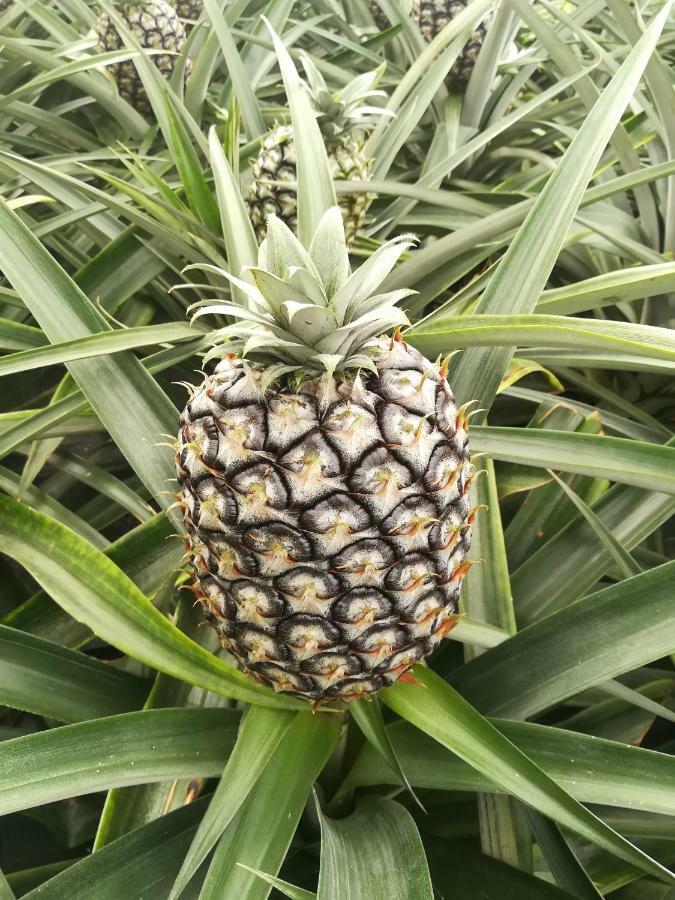 Pineapple Studio Πόντα Ντελγκάντα Εξωτερικό φωτογραφία