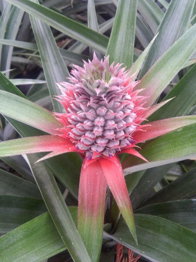 Pineapple Studio Πόντα Ντελγκάντα Εξωτερικό φωτογραφία